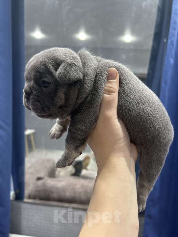 Собаки в Москве: Французская булка 🥖  Девочка, 120 000 руб. - фото 1