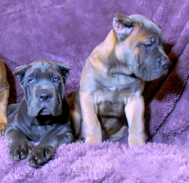 Собаки в Москве: Красавцы Девочка, 80 000 руб. - фото 5