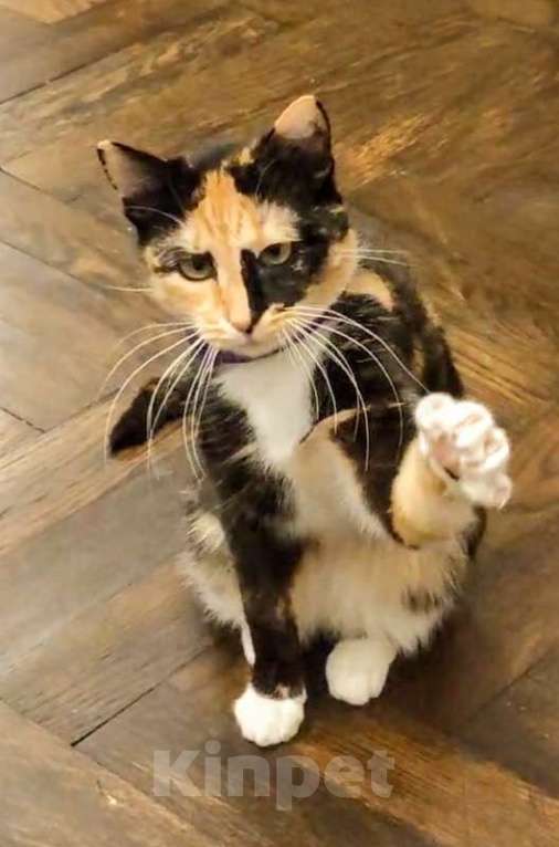 Кошки в Химках: Красавица Люси Девочка, Бесплатно - фото 2