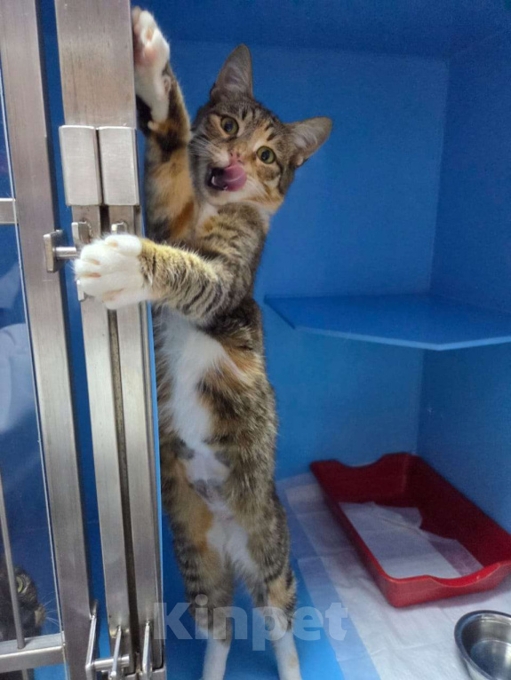 Кошки в Москве: Последний шанс Девочка, Бесплатно - фото 5