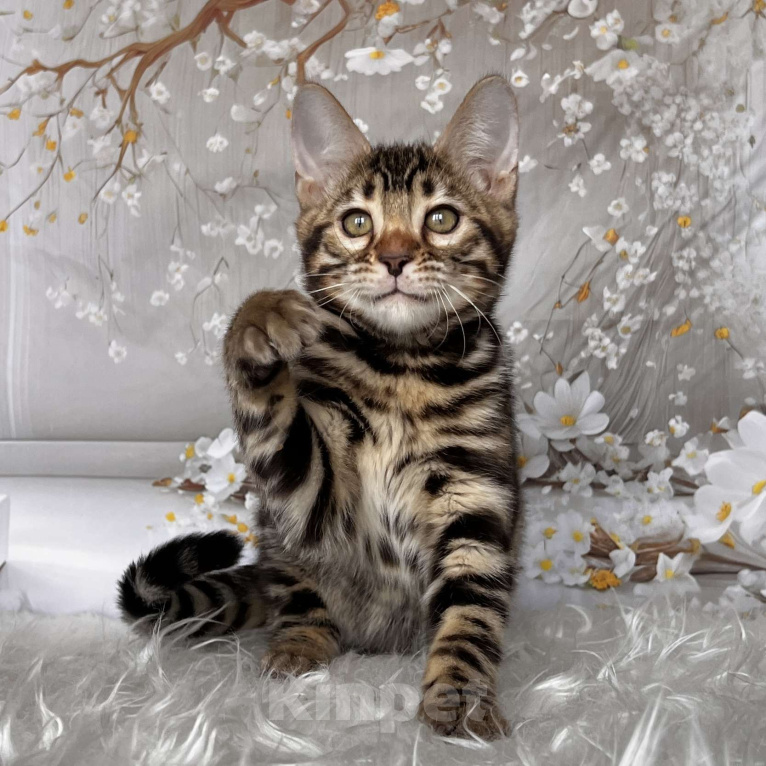 Кошки в Москве: Бенгальский котёнок  Девочка, Бесплатно - фото 1