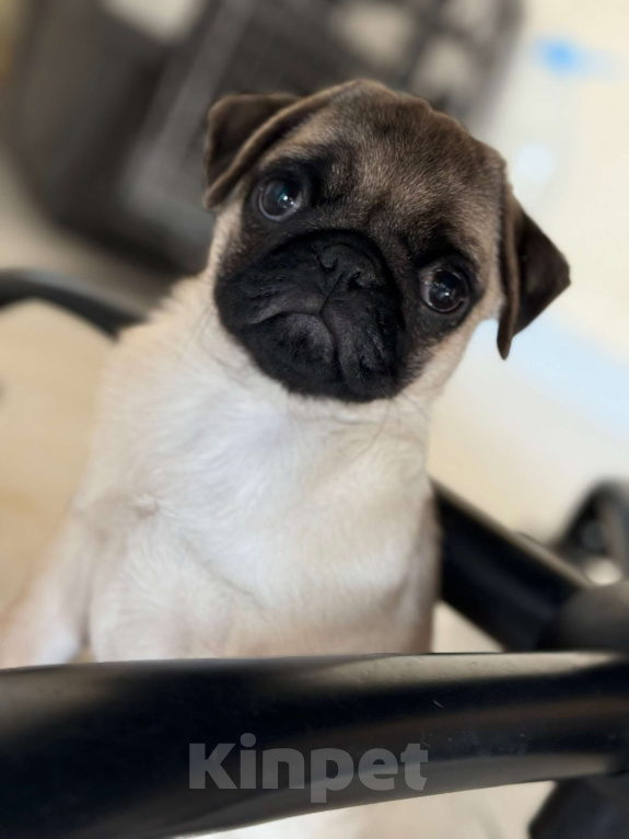 Собаки в Туле: Щенок мопса Девочка, 20 000 руб. - фото 4