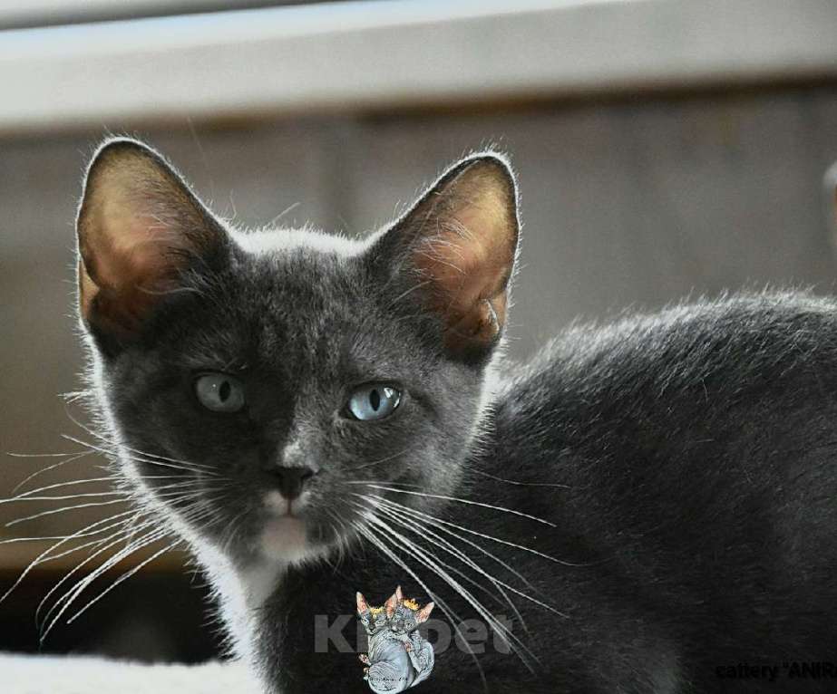 Кошки в Люберцах: Мальчишка программа DBE Мальчик, Бесплатно - фото 2