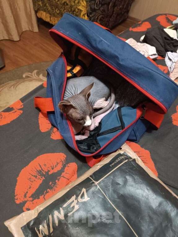 Кошки в Славянске-На-Кубани: Продаю Девочка, Бесплатно - фото 3