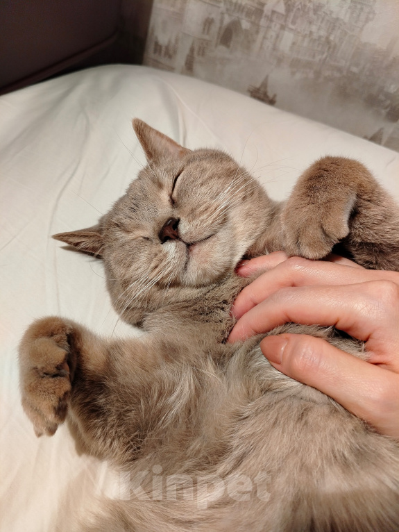 Кошки в Химках: Британский кот Смурф Мальчик, Бесплатно - фото 3