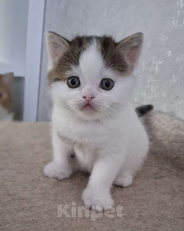 Кошки в Ярославле: Шотландский короткошерстный мальчик Мальчик, 30 000 руб. - фото 6