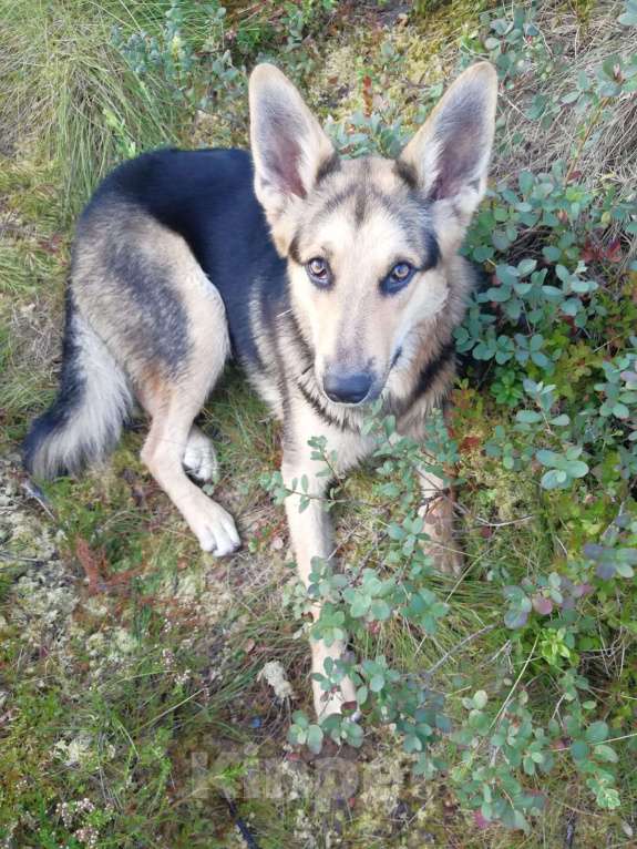 Собаки в Санкт-Петербурге: Собака Мальчик, Бесплатно - фото 1