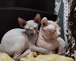 Кошки в Тутаеве: Канадский сфинкс Мальчик, Бесплатно - фото 1