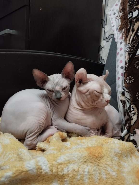 Кошки в Тутаеве: Канадский сфинкс Мальчик, Бесплатно - фото 1