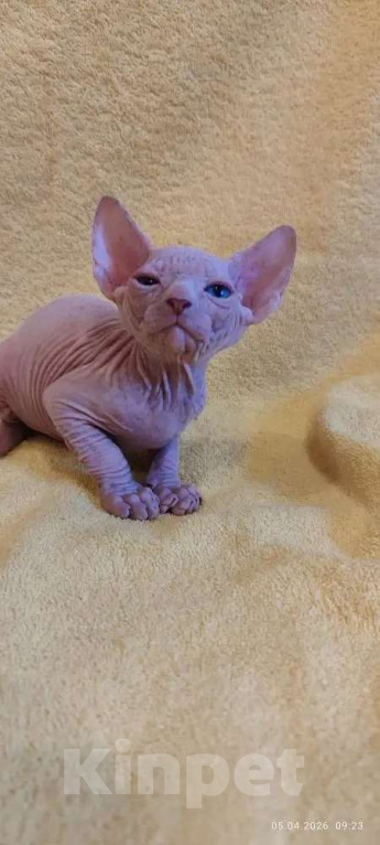 Кошки в Москве: Топовый малыш канадец Мальчик, 35 000 руб. - фото 3