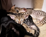 Кошки в других городах Красноярского края: Ориентальный котенок Девочка, 35 000 руб. - фото 4