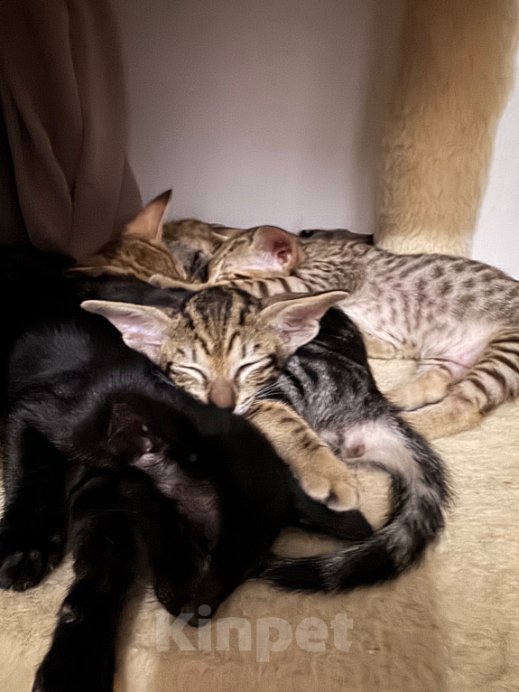 Кошки в других городах Красноярского края: Ориентальный котенок Девочка, 35 000 руб. - фото 4