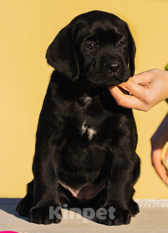 Собаки в Красноярске: Лабрадор ретривер щенок  Девочка, Бесплатно - фото 2