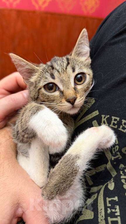 Кошки в Москве: Котёнок Гаечка ищет дом Девочка, Бесплатно - фото 2