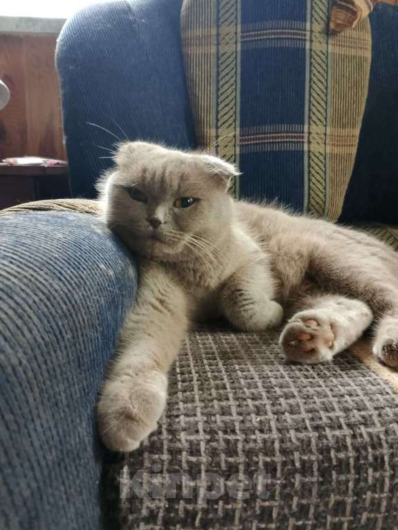 Кошки в Кашире: Котенок Тишка Мальчик, 5 000 руб. - фото 3