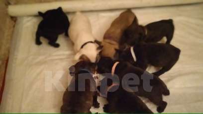 Собаки в других городах Краснодарского края: Любящим хозяевам Девочка, Бесплатно - фото 2