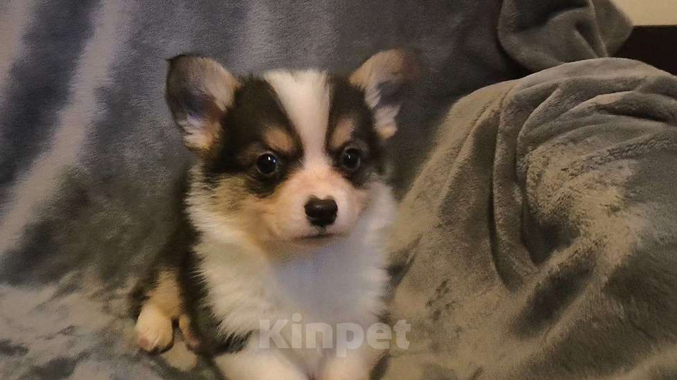 Собаки в Армавире: Щенки вельш корги пемброк Мальчик, 40 000 руб. - фото 2