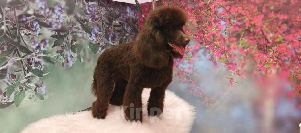 Собаки в Твери: Сука шоколадная миниатюра 9 месяцев РКФ Девочка, 120 000 руб. - фото 6