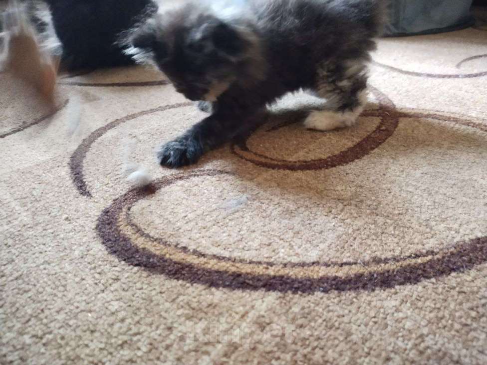 Кошки в Дмитрове: котенок ищет дом Девочка, 4 000 руб. - фото 4