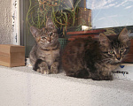Кошки в Санкт-Петербурге: Отдам даром: Два шустрых котенка в Санкт-Петербурге Мальчик, 1 руб. - фото 3
