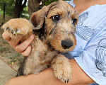 Собаки в Таганроге: Жесткошерстная такса мини Мальчик, 30 000 руб. - фото 7