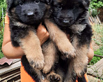 Собаки в Астрахани: Щенки немецкой овчарки, 1 руб. - фото 1