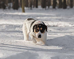 Собаки в Москве: Белый красавец Ларри ищет дом Мальчик, Бесплатно - фото 3