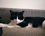 Кошки в Мурином: Кот в хорошие ркки Мальчик, 1 руб. - фото 4