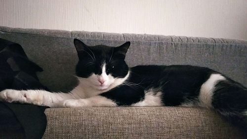 Объявление: Кот в хорошие ркки, 1 руб., Мурино