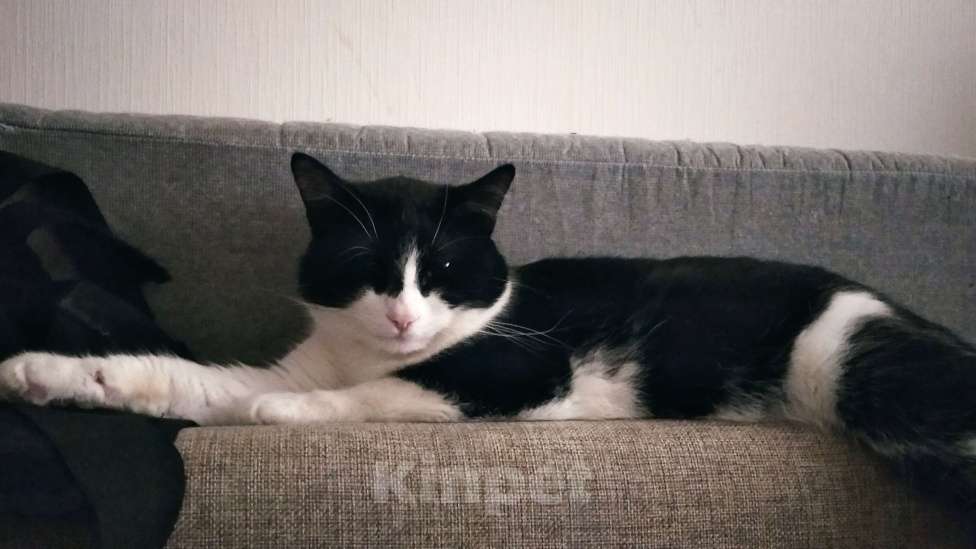 Кошки в Мурином: Кот в хорошие ркки Мальчик, 1 руб. - фото 4