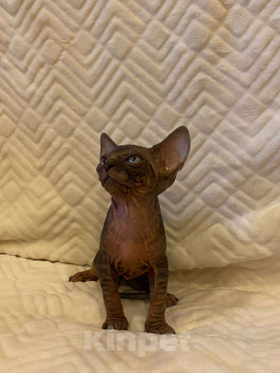 Кошки в Москве: Котёнок канадского сфинкса  Мальчик, 55 000 руб. - фото 3