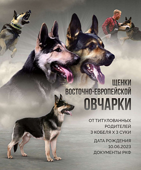 Объявление: Великолепные щенки  восточно-европейской овчарки, Бесплатно, Тюмень
