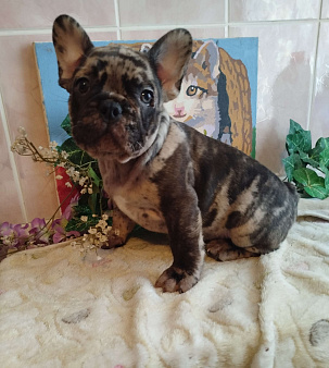 Французский бульдог