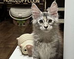 Кошки в Чайковском: Мейн Кун котенок Девочка, Бесплатно - фото 4