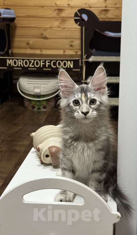 Кошки в Чайковском: Мейн Кун котенок Девочка, Бесплатно - фото 4