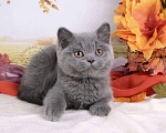 Кошки в Мурином:  Британский котик голубого окраса Мальчик, 35 000 руб. - фото 4