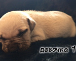 Собаки в Рязани: Щенки АПБТ Разнополые, Бесплатно - фото 2