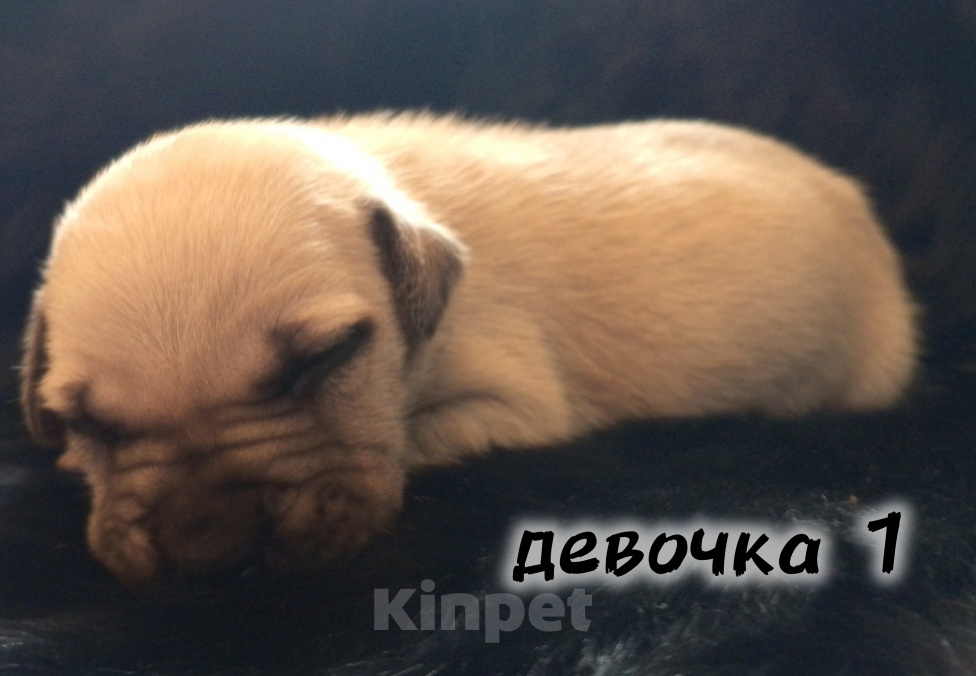 Собаки в Рязани: Щенки АПБТ Разнополые, Бесплатно - фото 2