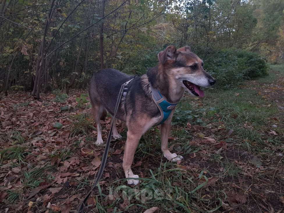 Собаки в Москве: Шуша Девочка, Бесплатно - фото 4