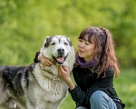 Собаки в Видном: Акелла, метис маламута 5 лет Мальчик, Бесплатно - фото 7