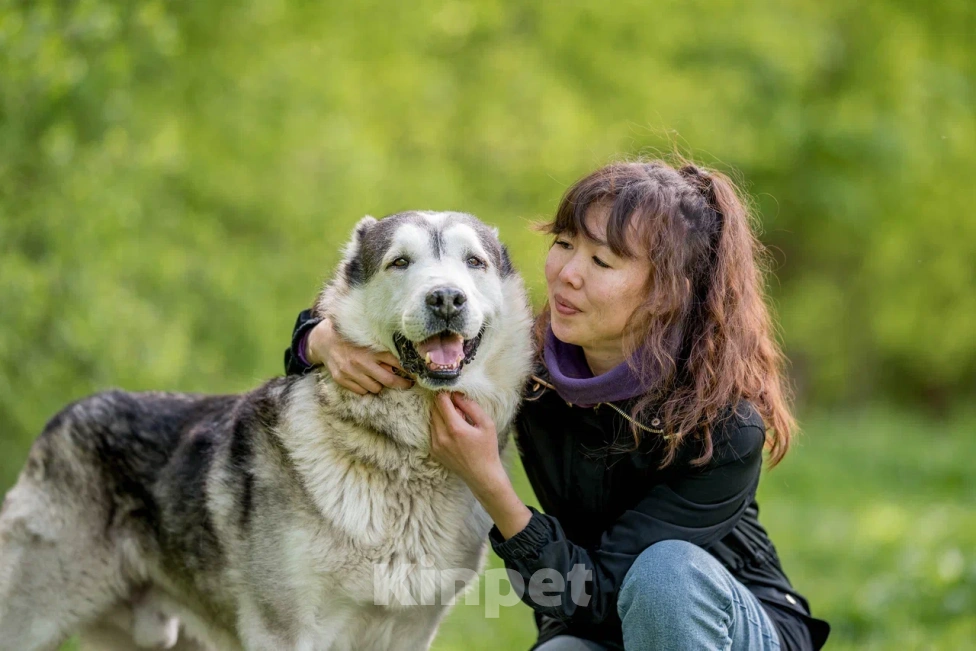 Собаки в Видном: Акелла, метис маламута 5 лет Мальчик, Бесплатно - фото 7