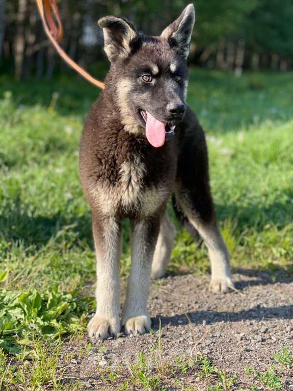 Собаки в Москве: Щенок метис овчарки в добрые руки! Девочка, Бесплатно - фото 5