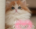 Кошки в Москве: КВИННИ ПУХ - королева породы  Девочка, 300 000 руб. - фото 4