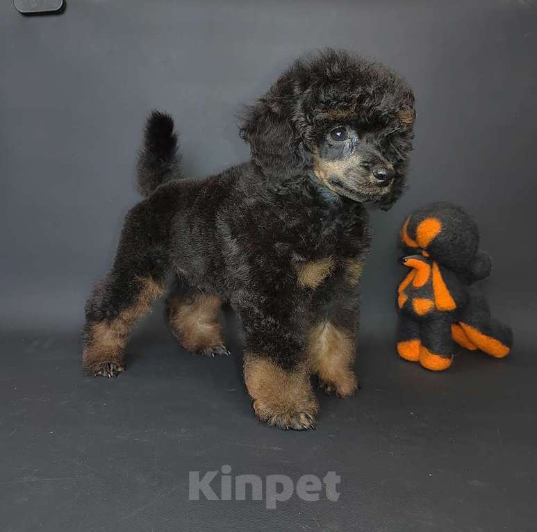 Собаки в Долгопрудном: Пуделя щенок мниатюрный черно-подпалый фантом мальчик ЭЙВЕРИ Мальчик, 120 000 руб. - фото 3