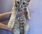 Кошки в Одинцово: Рыжий котенок в добрые руки Мальчик, Бесплатно - фото 7