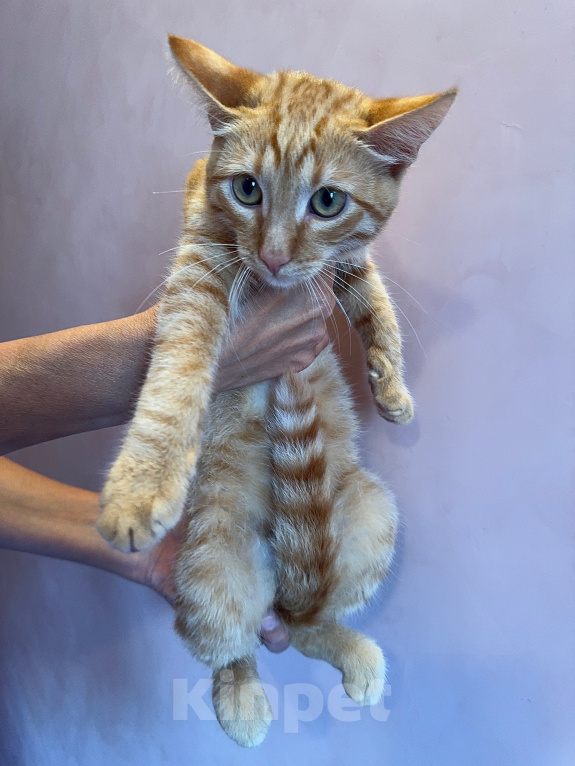 Кошки в Одинцово: Рыжий котенок в добрые руки Мальчик, Бесплатно - фото 7