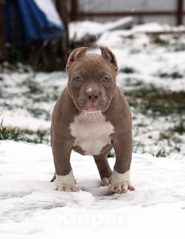 Собаки в Москве: Американский булли покет Девочка, 250 000 руб. - фото 1