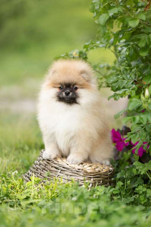 Собаки в Лобне: Девочка  Девочка, 45 000 руб. - фото 3