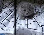Кошки в Астрахани: Продаю котёнка Девочка, 6 000 руб. - фото 4