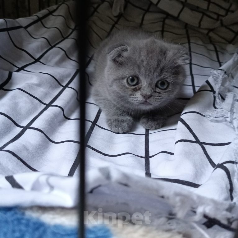 Кошки в Астрахани: Продаю котёнка Девочка, 6 000 руб. - фото 4